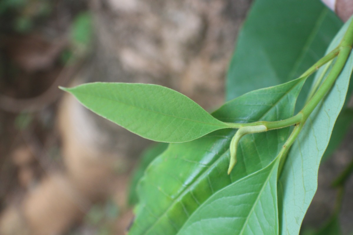 Magnolia champaca (L.) Baill. ex Pierre